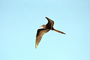 Picture 'Eq1_01_35 Frigatebird, Galapagos, Santa Cruz, Las Bachas'